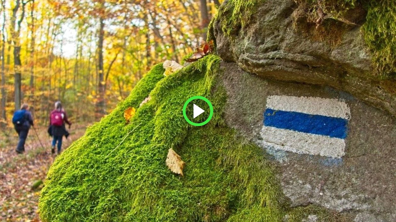 fanlink.tv